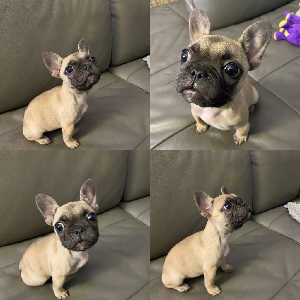 Everything About The Dwarf French Bulldog - French Bulldog Cafe