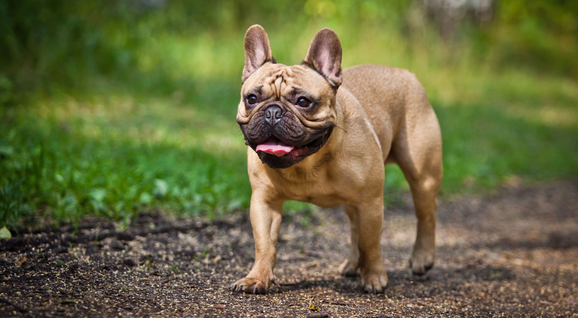 Everything About The Dwarf French Bulldog - French Bulldog Cafe