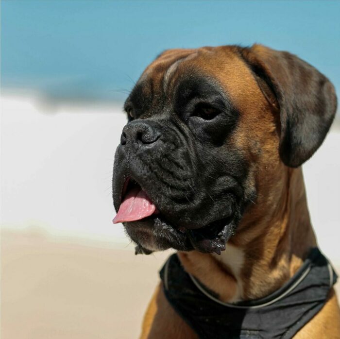 French Boxer Dog