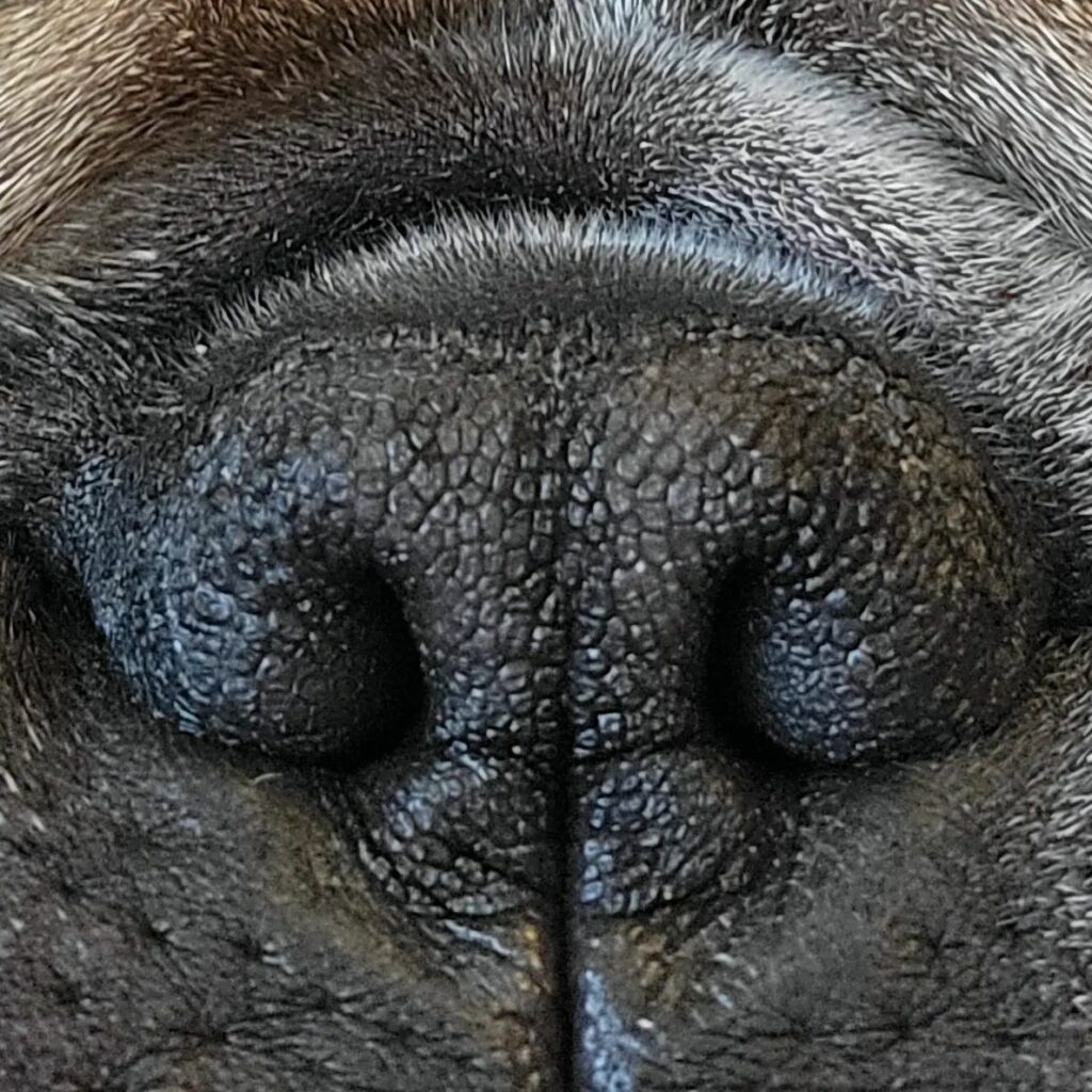 French Bulldog Noses