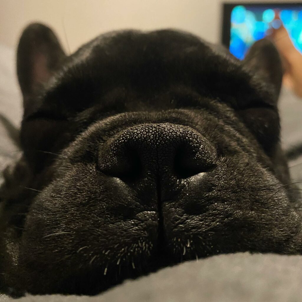 French Bulldog Noses
