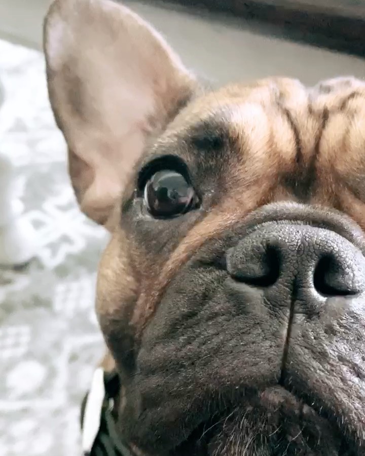 Things You Need To Know About French Bulldog Noses French Bulldog Cafe
