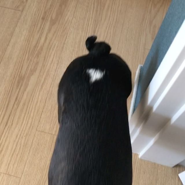 French Bulldogs Tails