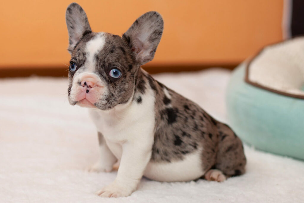 What Is The Harlequin Merle French Bulldog? - French Bulldog Cafe