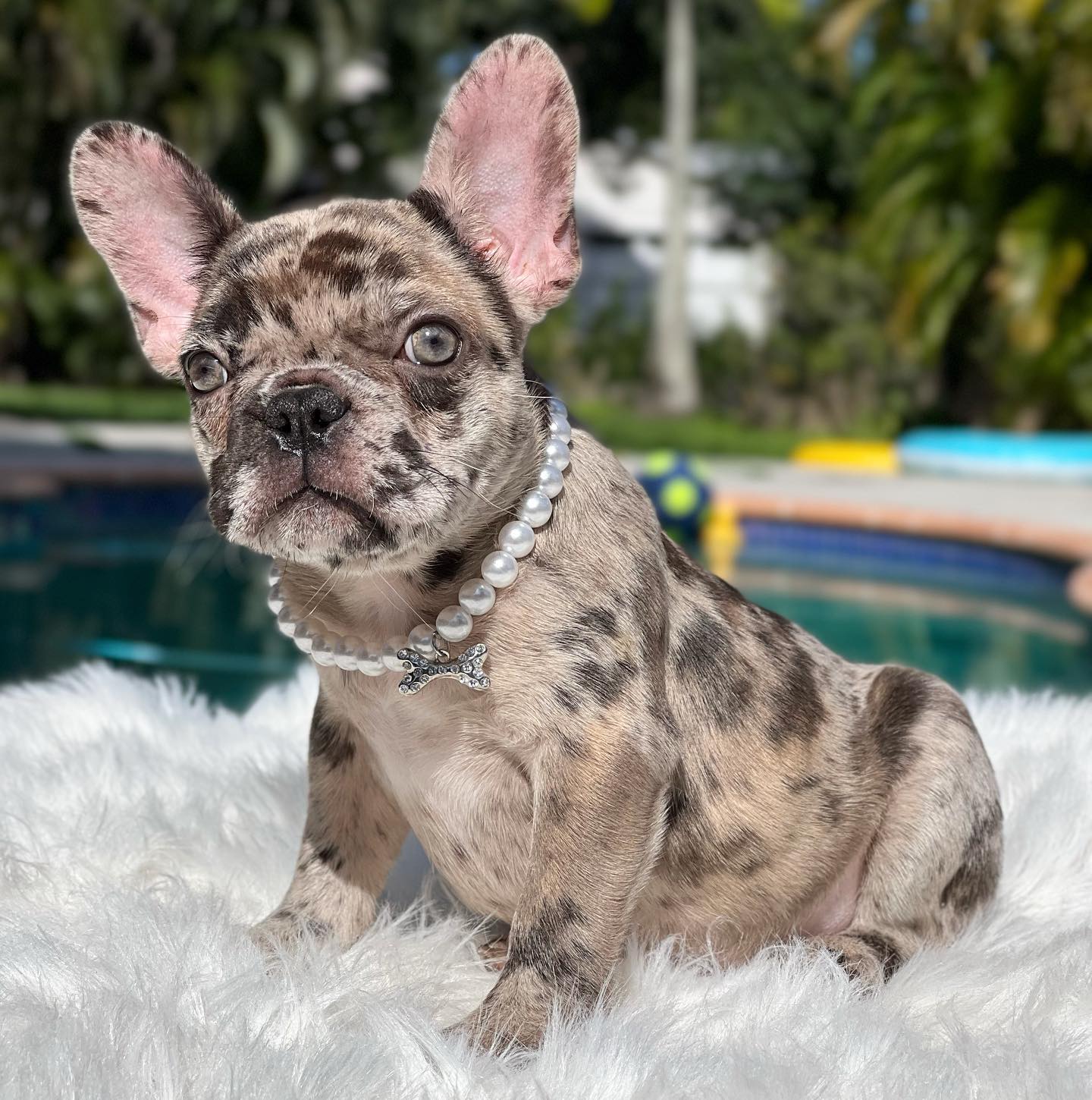 How Much Does An Isabella French Bulldog Cost? - French Bulldog Cafe