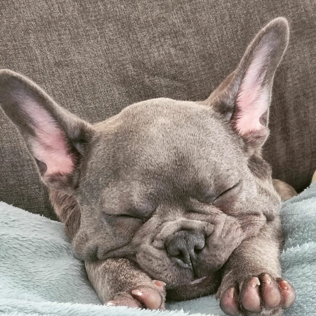 Everything You Need To Know About Your French Bulldog's Sleeping ...