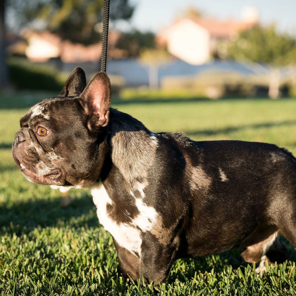 What Is The Harlequin Merle French Bulldog? - French Bulldog Cafe