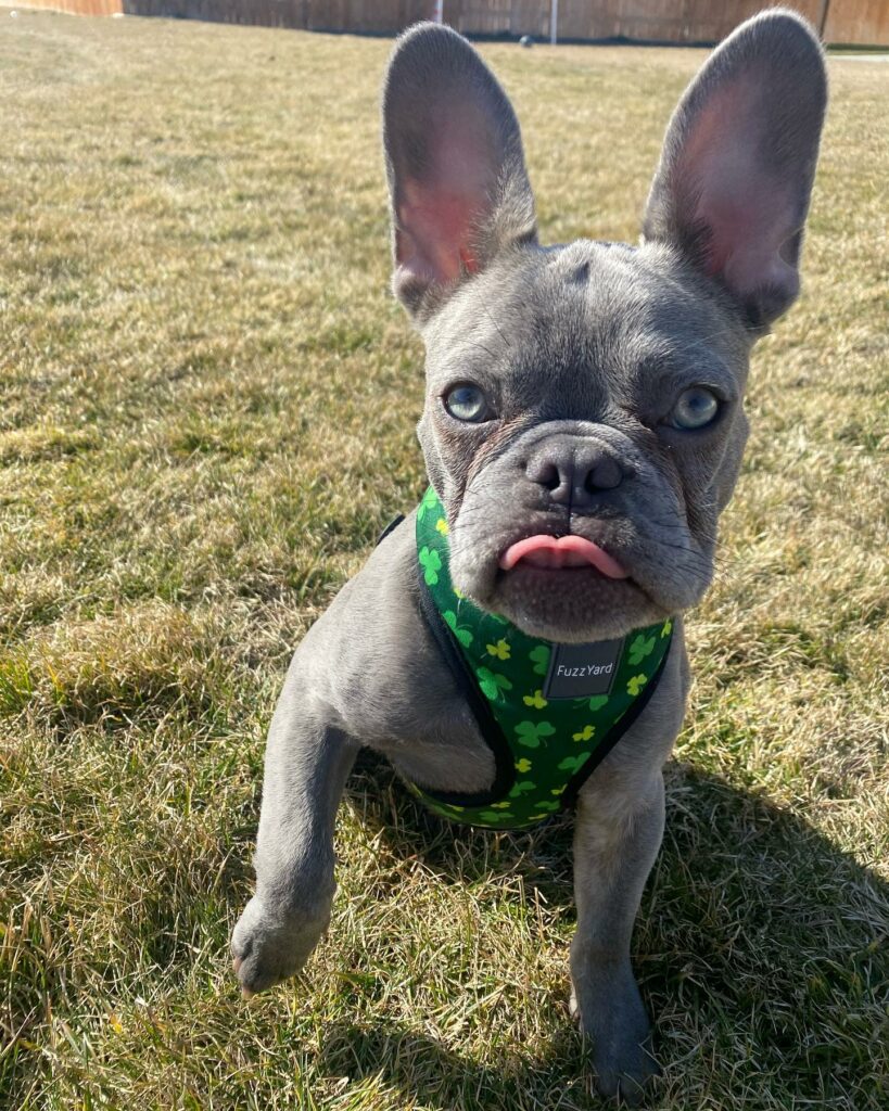 What's The Best French Bulldog Insurance? - French Bulldog Cafe