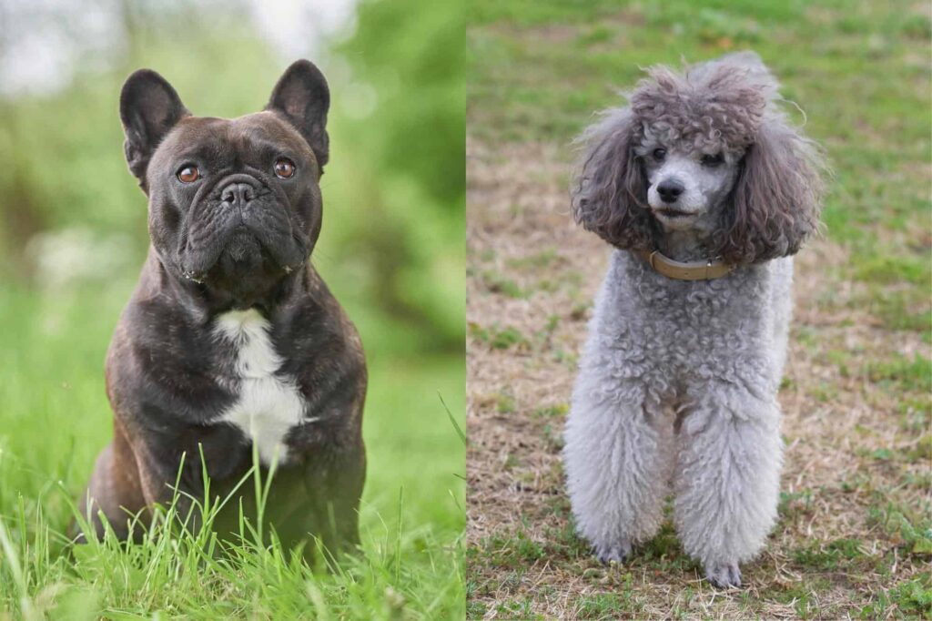 Frenchie Poodle Mix