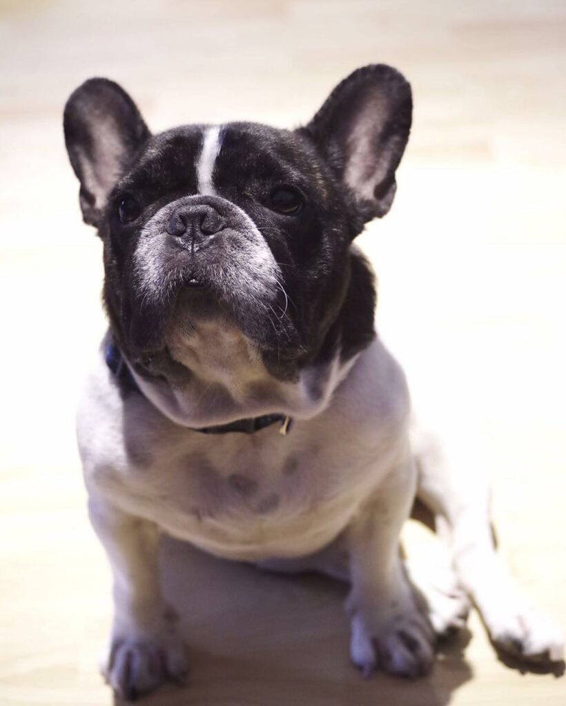 Signs of an Overweight Frenchie & How to Lose Weight - French Bulldog Cafe