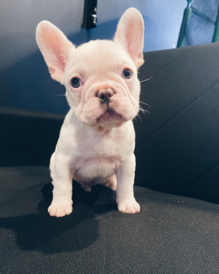 Everything About The Albino French Bulldog's Characteristics - French ...