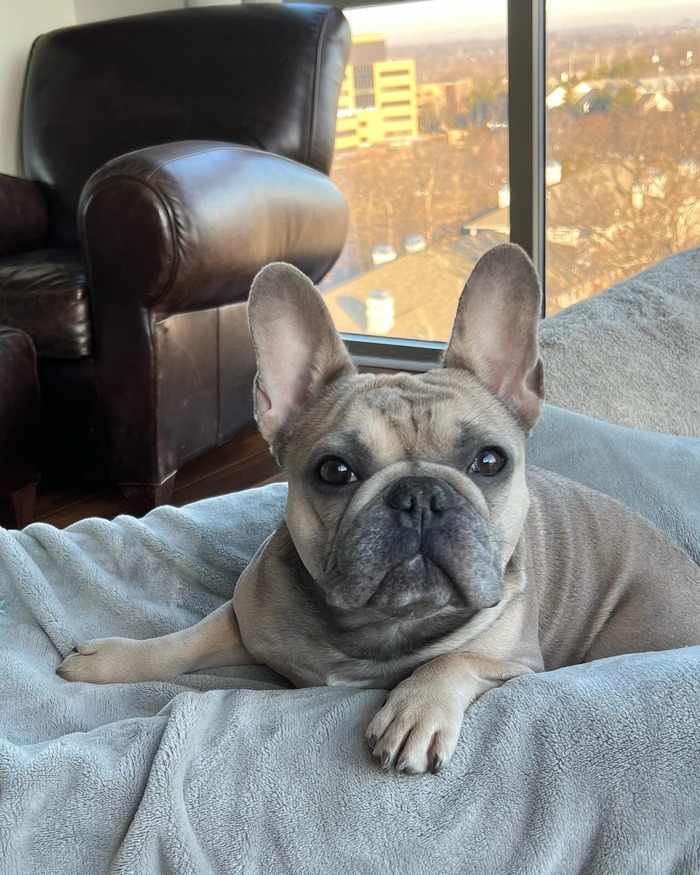 The Adorable Blue Sable French Bulldog - What You Need to Know - French ...