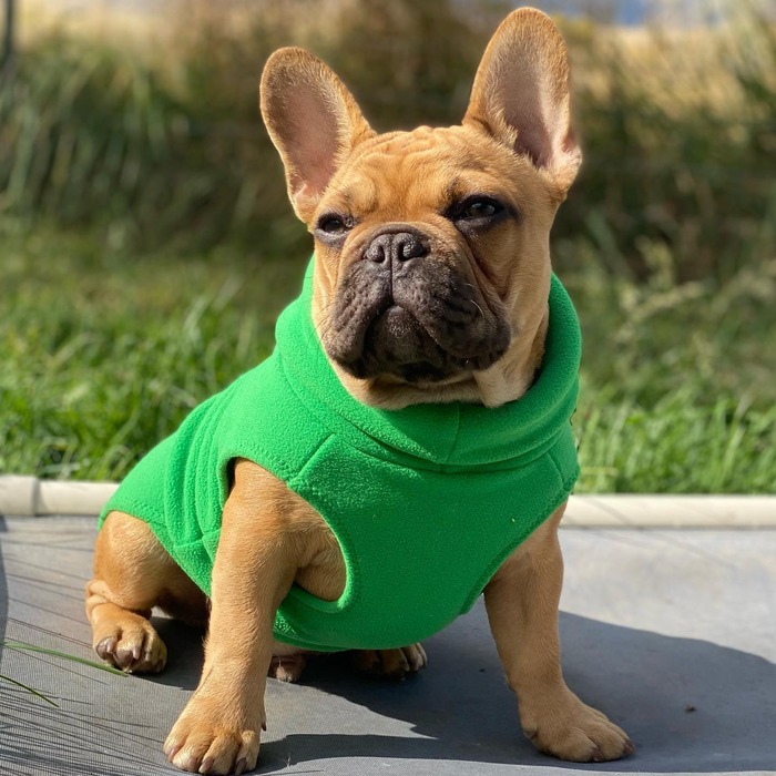Why Chocolate Fawn French Bulldogs Make The Best Pets - French Bulldog Cafe