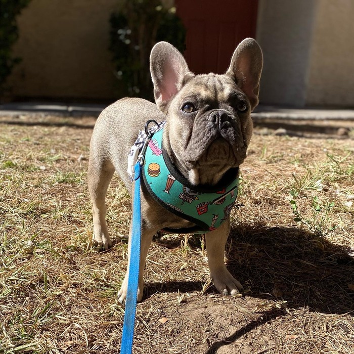 A Guide To French Bulldog Colors - French Bulldog Cafe