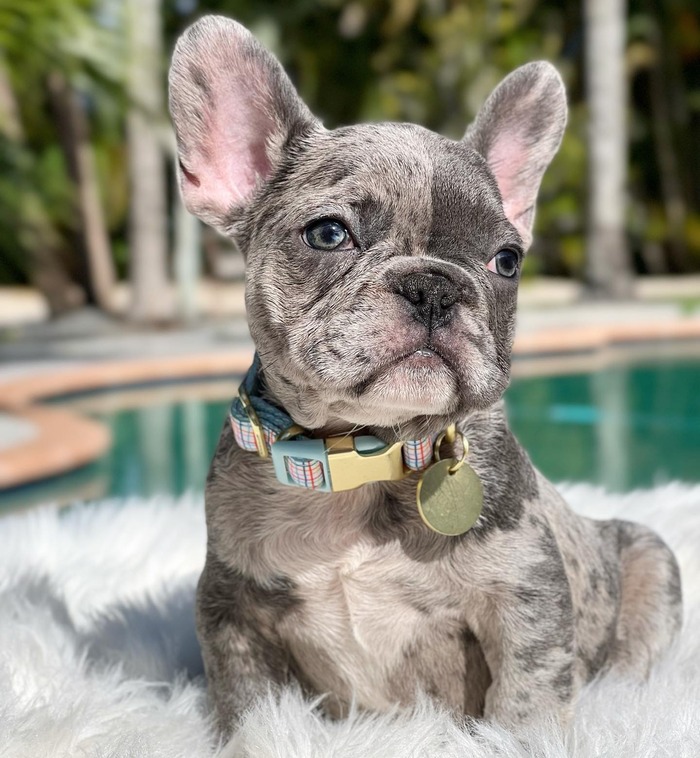 Blue and Tan French Bulldog: The Perfect Blend of Colors - French ...
