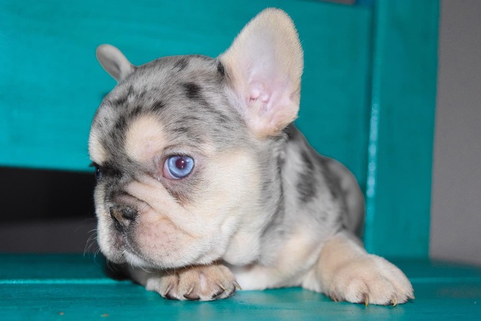 Blue Eyed Frenchies: Rare and Adorable Canine Companions - French ...