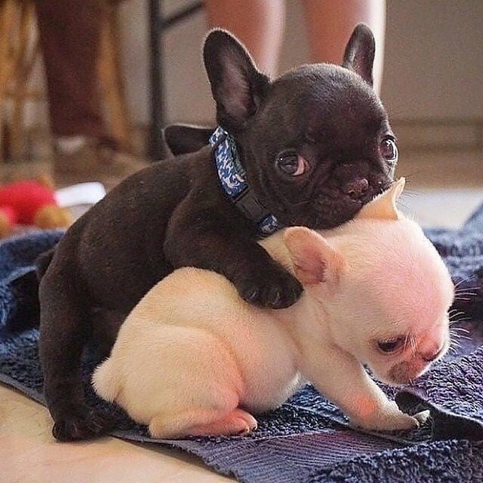 cute french bulldog puppies