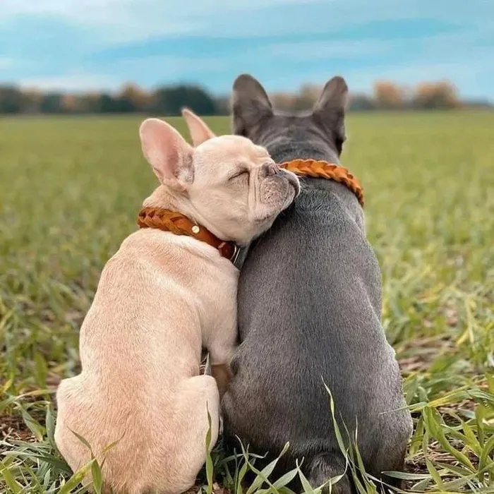 cute french bulldog puppies