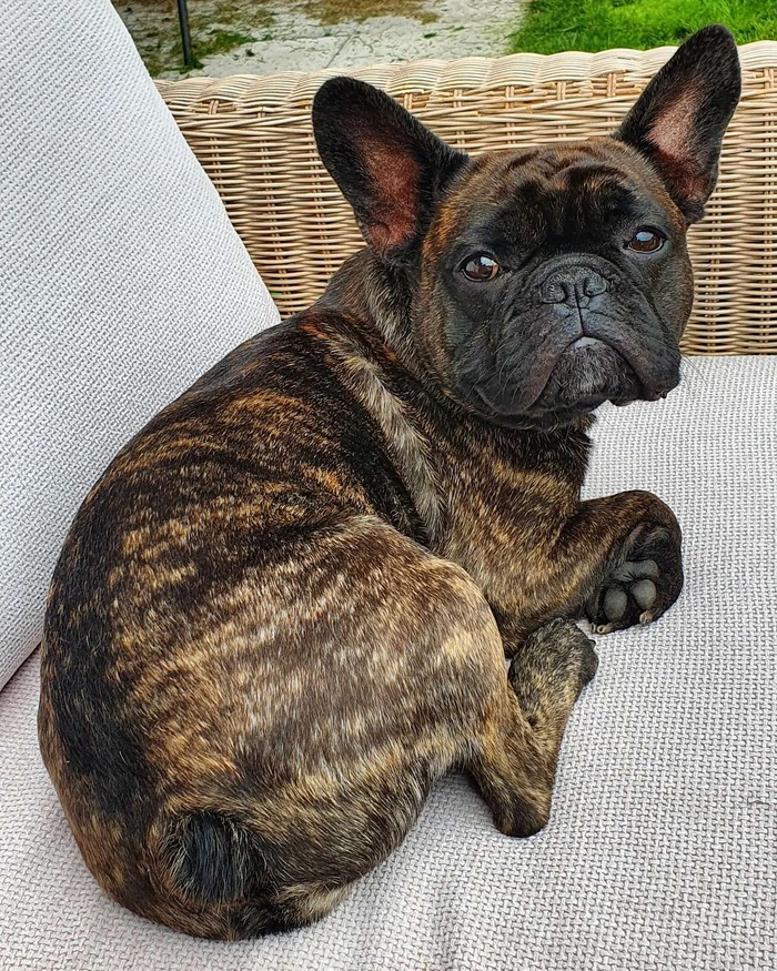 expensive french bulldog color