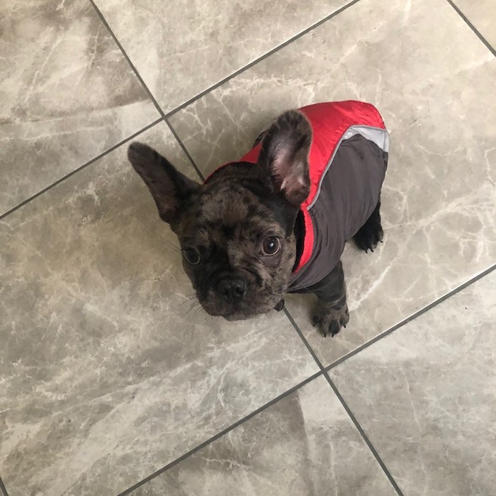 expensive french bulldog color