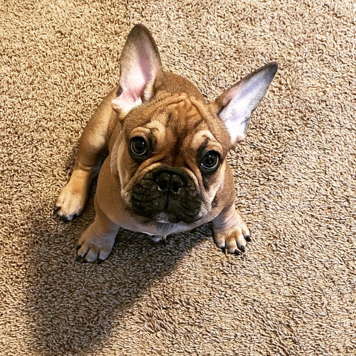 floppy ear french bulldog
