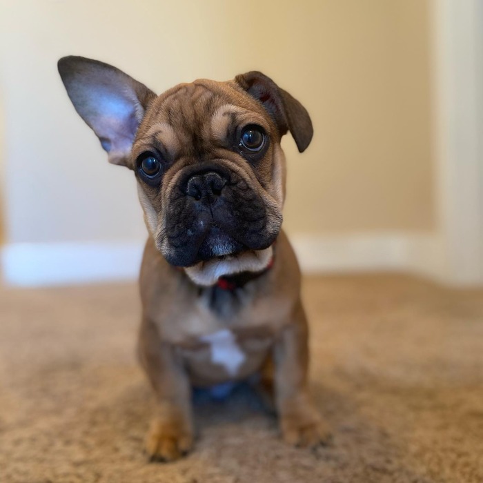 floppy ear french bulldog
