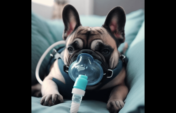 french bulldog breathing issue