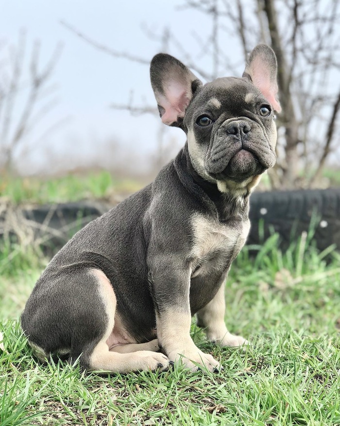french bulldog color price chart