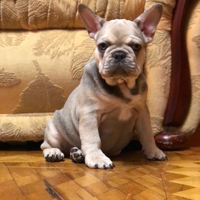 french bulldog color price chart