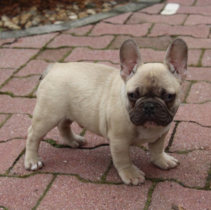 French Bulldog Color Price Chart: How Much Does Each Coat Color Cost ...
