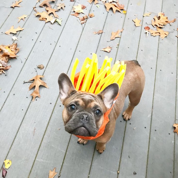 are french fries bad for French Bulldogs