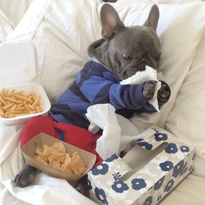 are french fries bad for French Bulldogs