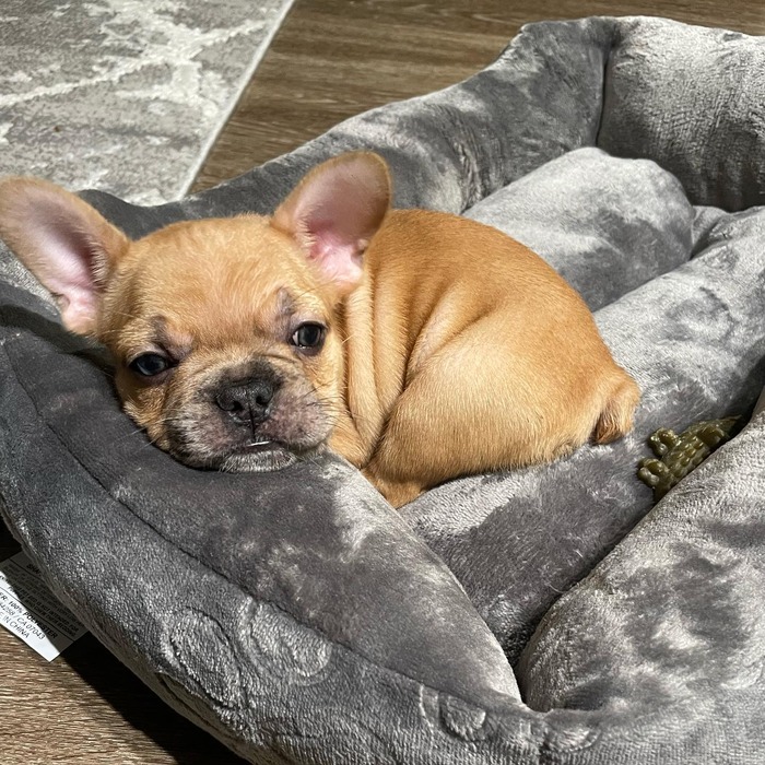 French Bulldog Leg Problems: Causes, Symptoms, and Treatment Options ...