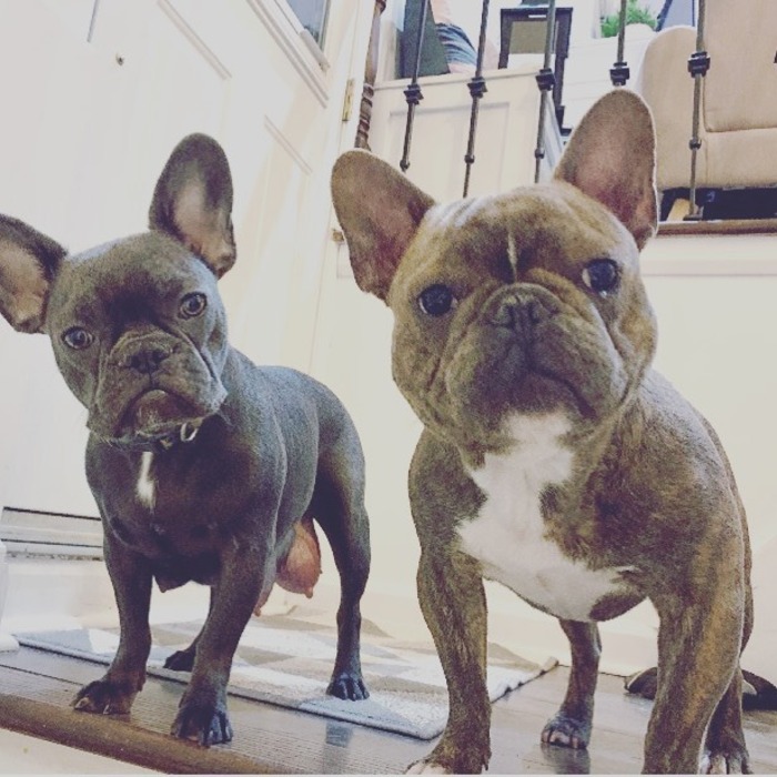 The Guide To French Bulldog Mating - French Bulldog Cafe