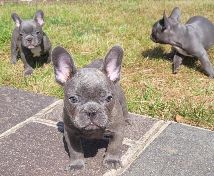 Everything To Know About The Sperm Price Of French Bulldogs - French ...