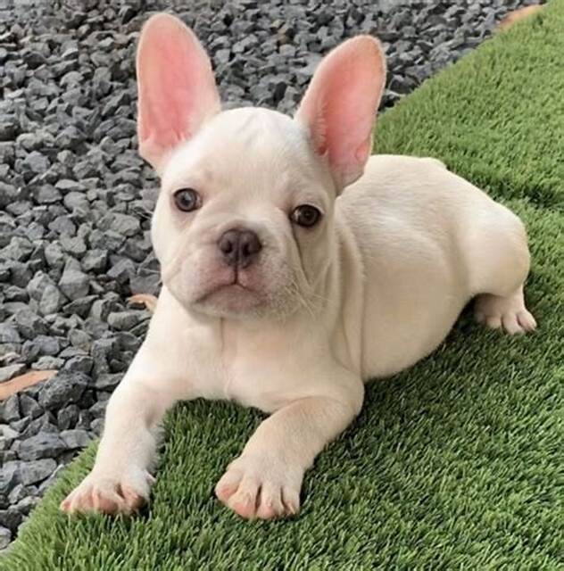 Everything You Need To Know About The Cream French Bulldog - French ...