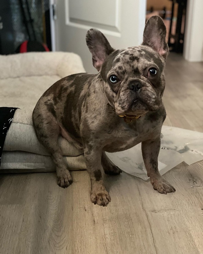 Attaining Companionship with A Male French Bulldog - French Bulldog Cafe
